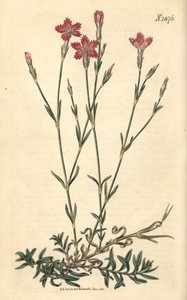 Field Carnation - Field Pink, Dianthus campestris. Handcoloured botanical engraving from John Sims