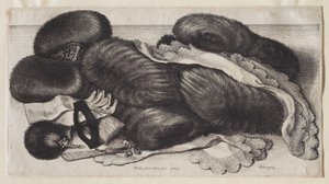 A Group of Muffs by Wenceslaus Hollar