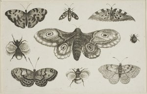 A Moth, Butterflies, and Bees by Wenceslaus Hollar