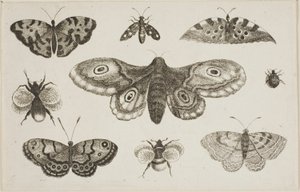 A Moth, Butterflies, and Bees by Wenceslaus Hollar