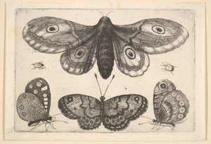 A Moth, Three Butterflies and Two Beetles by Wenceslaus Hollar