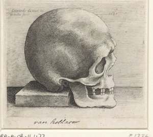 Anatomical Study of a Skull