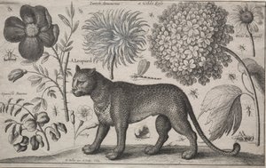 Animals and Plants: Leopard with Plants and Insects, 1662 by Wenceslaus Hollar