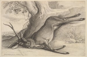 Dead Stag by Wenceslaus Hollar