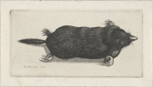 Dead Mole by Wenceslaus Hollar