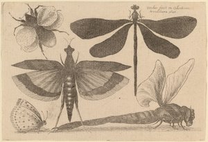 Dragonflies, a Bumble-Bee, and a Butterfly by Wenceslaus Hollar