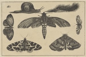 Three Moths, Butterflies, Beetle, Snail, and Caterpillar by Wenceslaus Hollar