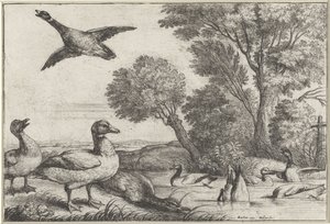 Ducks (Diversae avium species series) (Various Birds series) by Wenceslaus Hollar