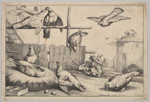 Eight doves by Wenceslaus Hollar