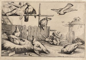 Eight doves (State 1) by Wenceslaus Hollar