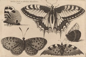 Five Butterflies, 1646 by Wenceslaus Hollar