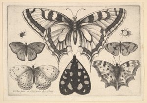 Five Butterflies, a Moth and Two Beetles