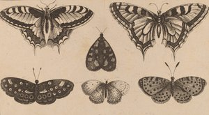 Five Butterflies and a Moth