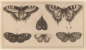 Five Butterflies and a Moth by Wenceslaus Hollar