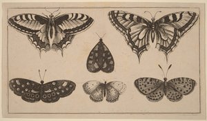 Five Butterflies and a Moth by Wenceslaus Hollar