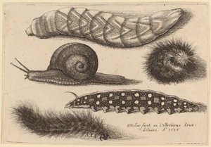 Four Caterpillars and a Snail by Wenceslaus Hollar