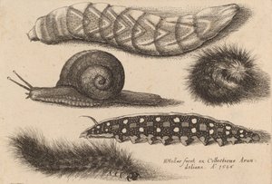 Four Caterpillars and a Snail, 1646 by Wenceslaus Hollar