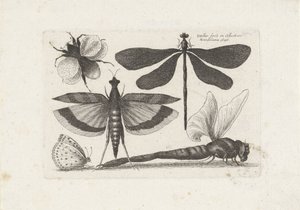 Dragonflies, Butterfly, and a Bumblebee by Wenceslaus Hollar