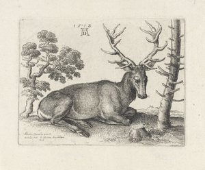 Lying Deer, Facing Right by Wenceslaus Hollar