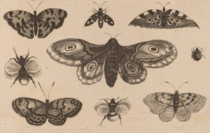 Moth, Butterflies, and Bees by Wenceslaus Hollar