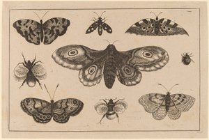 Moth, Butterflies, and Bees by Wenceslaus Hollar