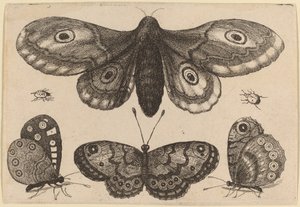 Moth, Three Butterflies, and Two Beetles by Wenceslaus Hollar