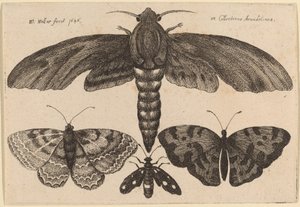 Moth and Three Butterflies by Wenceslaus Hollar