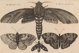Moth and Three Butterflies by Wenceslaus Hollar