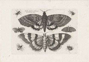 Moths and Small Insects by Wenceslaus Hollar