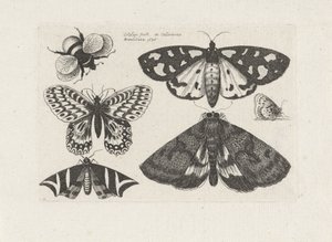 Moths, Butterflies, and a Bumblebee, Insects (series title) by Wenceslaus Hollar