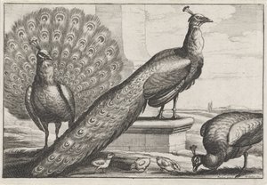 Peacocks (series title: Various Species of Birds) by Wenceslaus Hollar