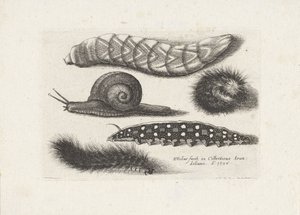 Caterpillars and a Snail (series title: Insects, Muscarum Scarabeorum) by Wenceslaus Hollar