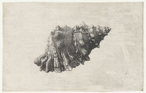 Shell, Bursa Rubeta