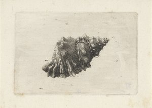 Shell, Bursa Rubeta
