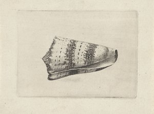 Shell, Conus Imperialis by Wenceslaus Hollar
