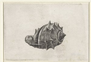 Shell, Melongena Melongena