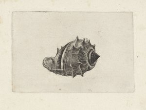 Shell, Melongena Melongena by Wenceslaus Hollar