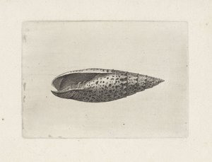 Shell, Mitra Papalis by Wenceslaus Hollar