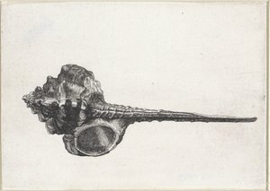 Shell, Murex Haustellum (series title)