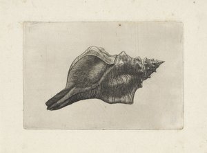 Shell, Pleuroploca Trapezium by Wenceslaus Hollar