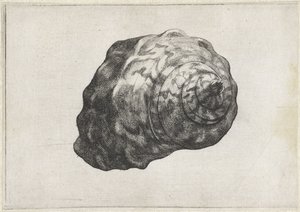 Shell, Turbo Sarmaticus