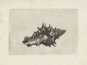 Shell, Vasum Ceramicum (Shells)