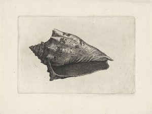 Shell, Voluta Ebraea by Wenceslaus Hollar