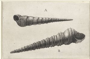 Shells, Turritella Terebra (A) and Turritella Duplicata (B) (series title: Shells) by Wenceslaus Hollar