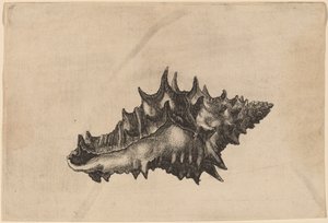 Shell
