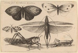 Six Insects by Wenceslaus Hollar