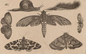 Six Insects, a Caterpillar, and a Snail by Wenceslaus Hollar