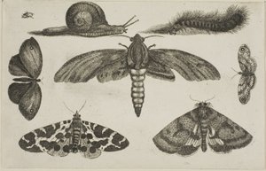Six Insects, a Caterpillar, and a Snail by Wenceslaus Hollar