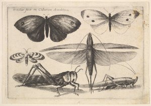 Six Insects by Wenceslaus Hollar
