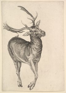 Stag, 1625-77 by Wenceslaus Hollar